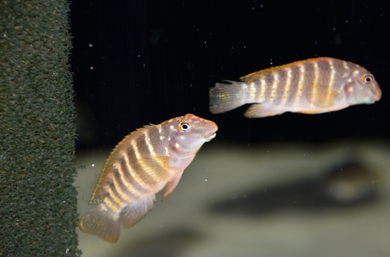 Eretmodus marksmithi 'Mzungu Beach'